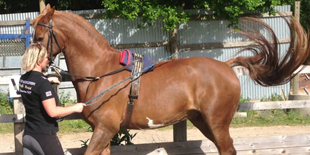 Tracey's horsing about for Action Against Cancer! Tracey and a brown horse